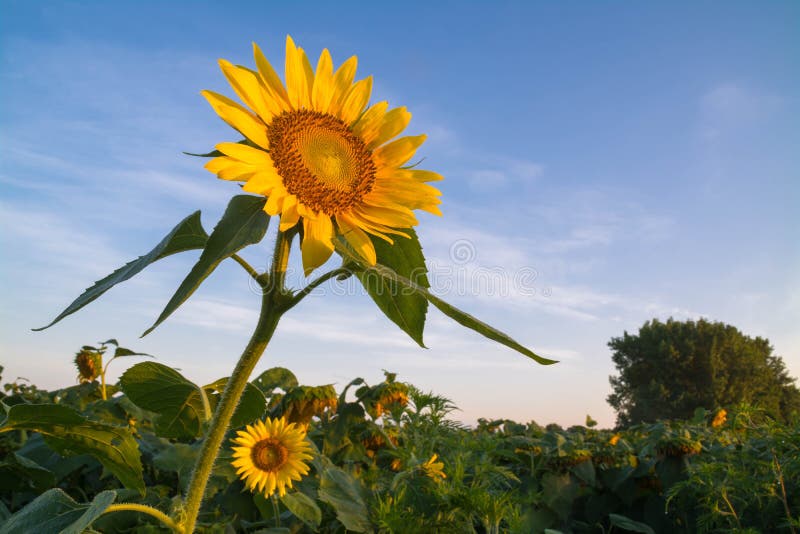 Girassol no nascer do sol imagem de stock Girassol no nascer do sol imagem de stock