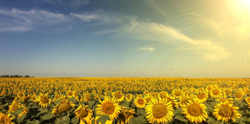 Sunflower Panoramic with Sun and Lens-flare. Sunflower Panoramic with Sun and Lens-flare