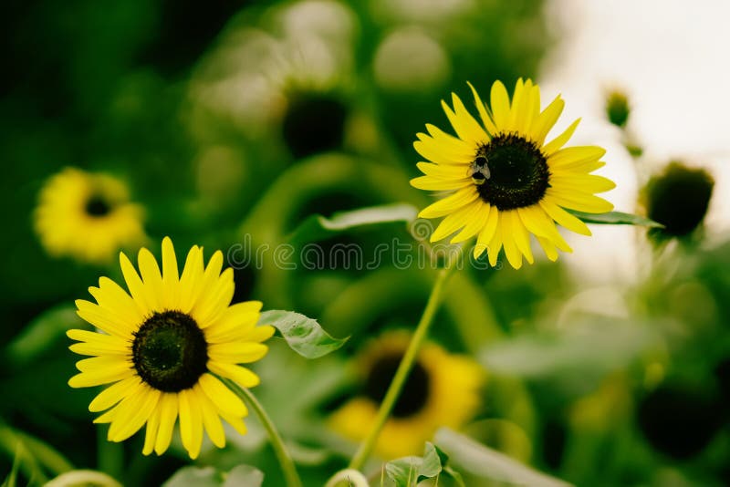 Girassóis amarelos dourados decorativos brilhantes no campo com abelhas, dia ensolarado do verão fotos de stock Girassóis amarelos dourados decorativos brilhantes no campo com abelhas, dia ensolarado do verão fotos de stock