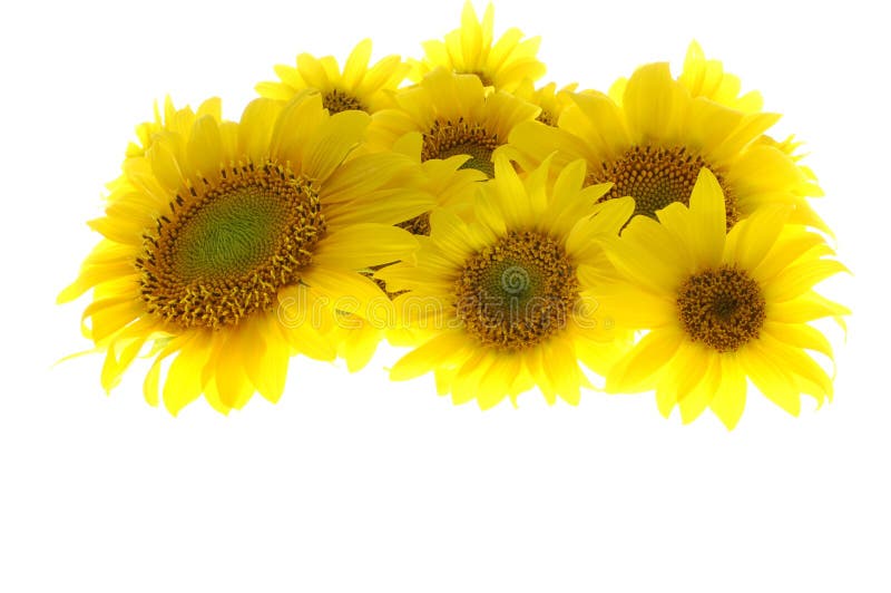 Girassóis isolados imagens de stock Girassóis isolados imagens de stock