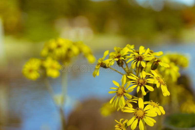 Girassóis japoneses durante o outono atrasado em jardins de Hamarikyu, Tóquio, Japão fotografia de stock royalty free Girassóis japoneses durante o outono atrasado em jardins de Hamarikyu, Tóquio, Japão fotografia de stock royalty free