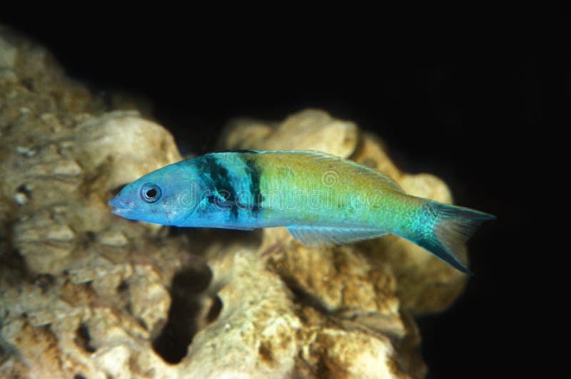 Blue Headed Wrasse ore Bluehead Wrasse, thalassoma bifasciatum. Blue Headed Wrasse ore Bluehead Wrasse, thalassoma bifasciatum