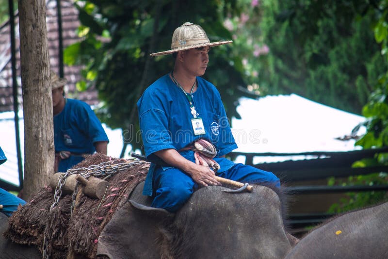 Giri del Mahout sull'elefante fotografie stock