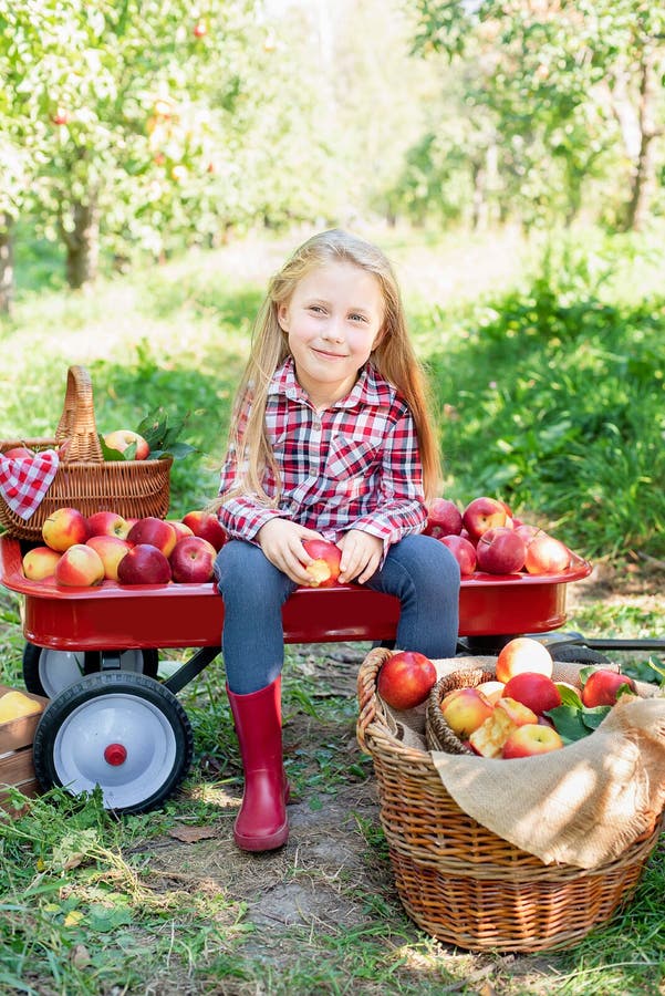 Girl with Apple in the Apple Orchard. Beautiful Girl Eating Organic Apple in the Orchard. Harvest Concept. Garden, Toddler eating. Girl with Apple in the Apple stock images Girl with Apple in the Apple Orchard. Beautiful Girl Eating Organic Apple in the Orchard. Harvest Concept. Garden, Toddler eating. Girl with Apple in the Apple stock images