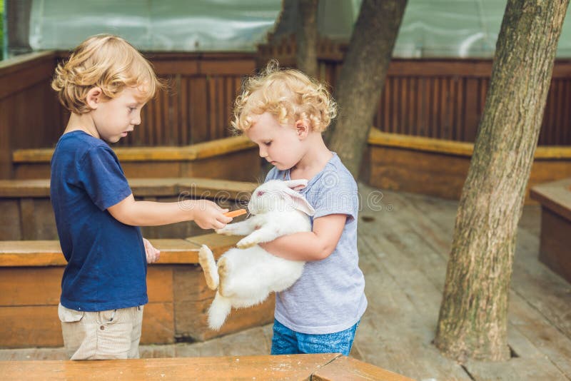 Girl and Boy are Fed Rabbits in the Petting Zoo Stock Image Image of