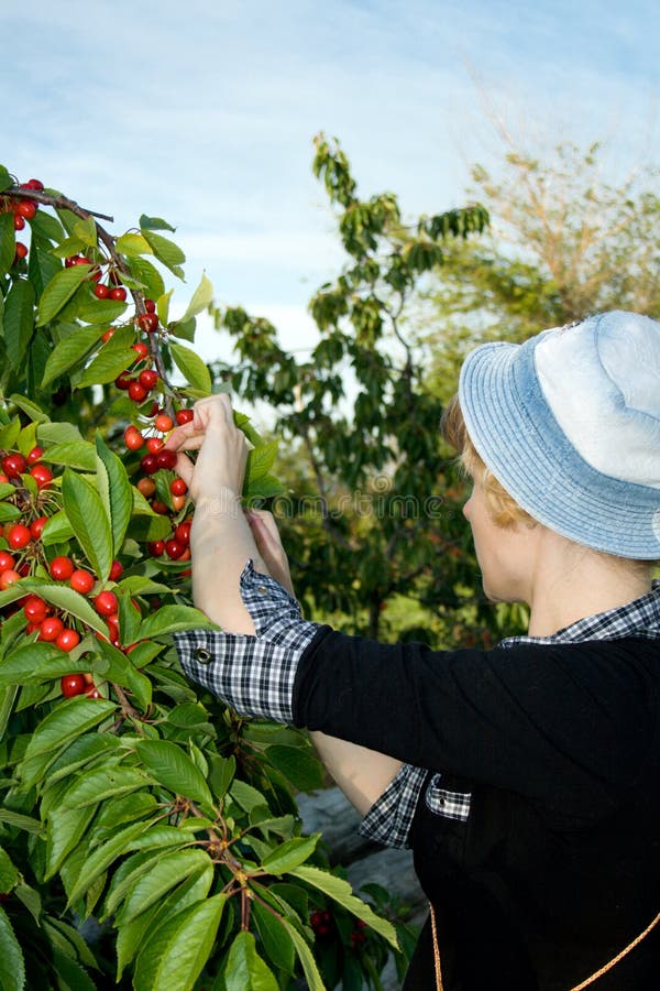 Girl collects a sweet cherry