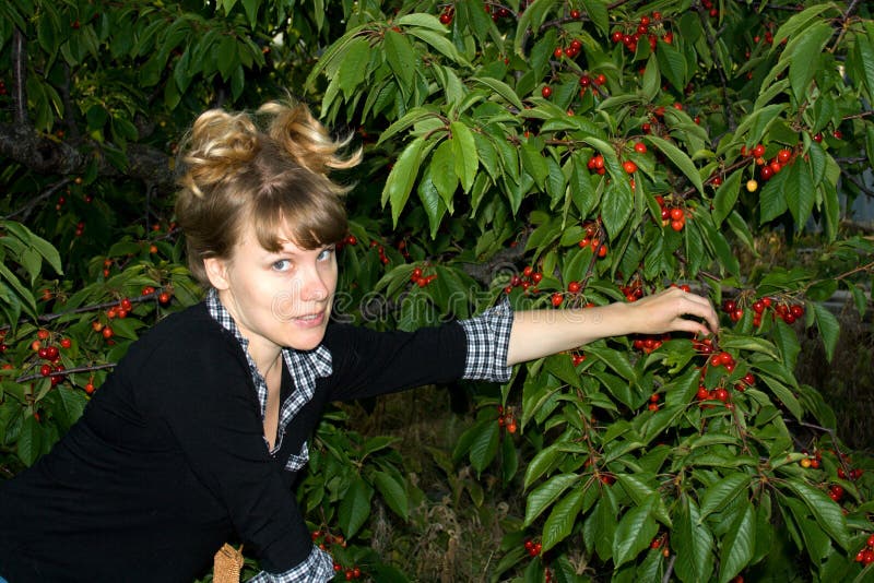 Girl collects a sweet cherry