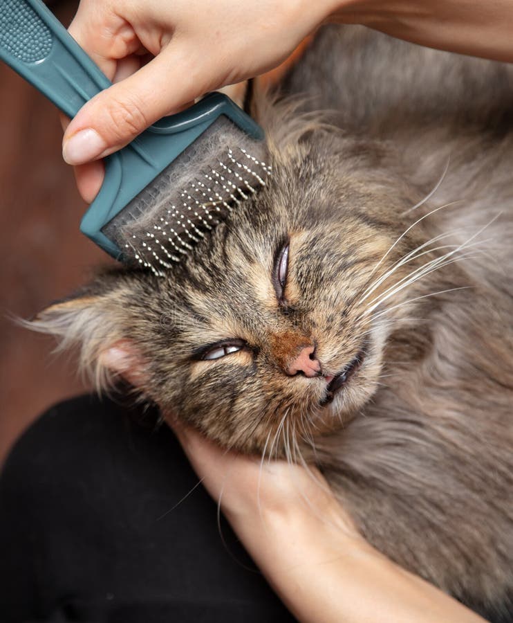 The Girl is Combing the Cat`s Fur Stock Image Image of holding, rest