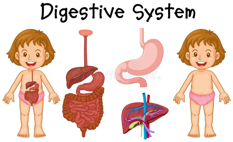 Girl and digestive system diagram stock illustration Girl and digestive system diagram stock illustration