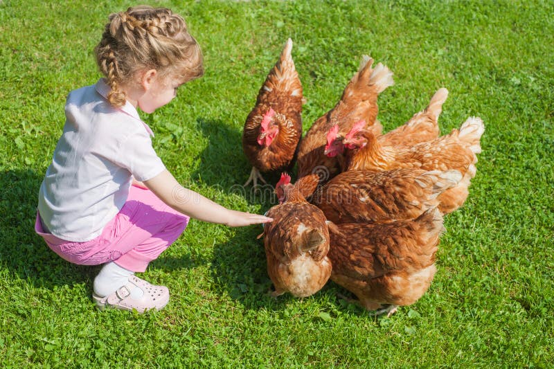 Girl feeding chickens stock photo Girl feeding chickens stock photo