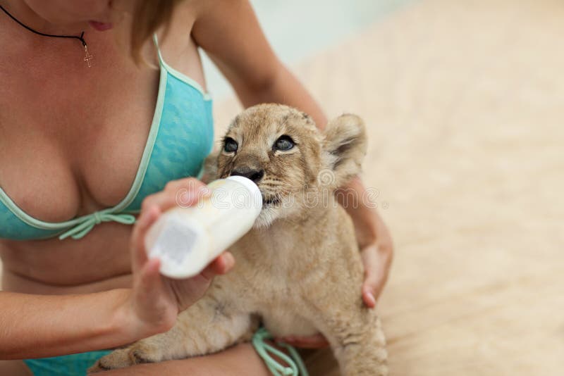 Girl feeding lion cub with milk