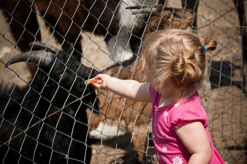 Girl feeding zoo animals stock photo. Image of fence 24723528