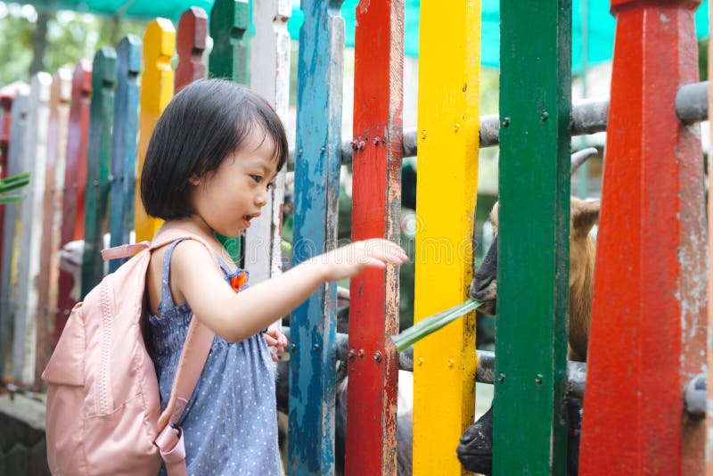 Girl feeds goats on a farm royalty free stock photos Girl feeds goats on a farm royalty free stock photos