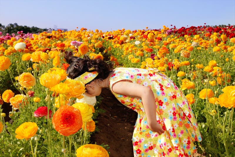 Girl in the flower field royalty free stock photo