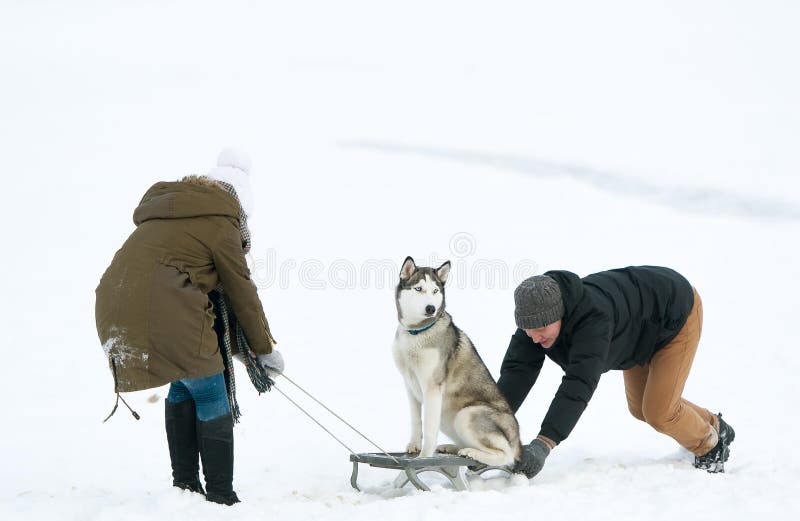 Girl Guy Carry Dog Sledge Photos - Free & Royalty-Free Stock Photos