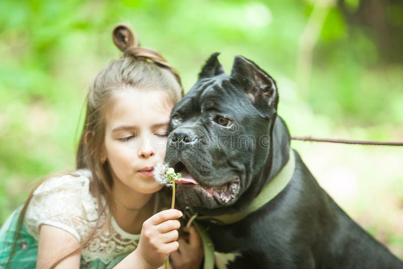 Girl and her cane-Corso dog are relaxing in the forest and playing with a dandelion