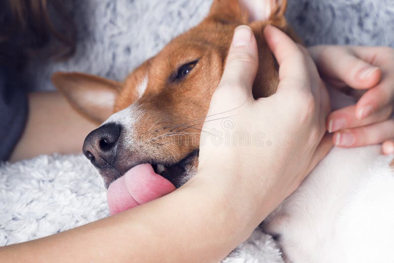 A girl holding a dog`s head. Dog licks girl`s hand