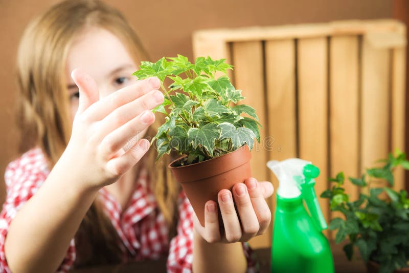 A girl is holding a pot with a flower. a girl in a plaid shirt in her hands a ground with heather ivy. Transplanting potted plants stock image A girl is holding a pot with a flower. a girl in a plaid shirt in her hands a ground with heather ivy. Transplanting potted plants stock image