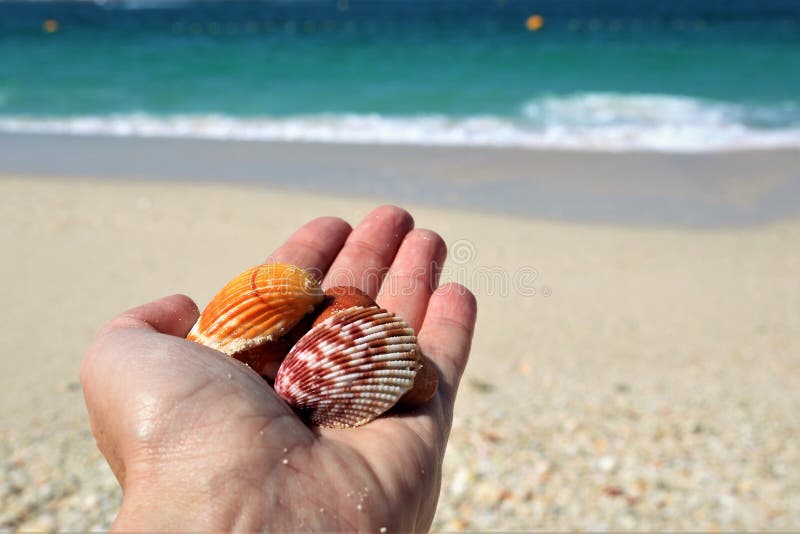 Shells in the hands. stock image. Image of shell, seacoast - 109710983