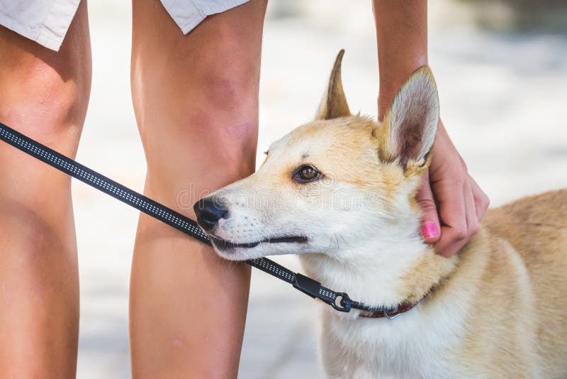 The Girl Holds the Dog on a Leash and Strokes It_ Stock Image Image