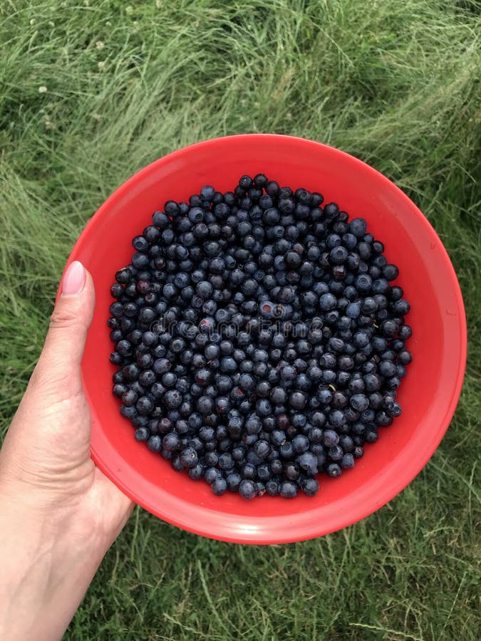 Download 364 Fresh Blueberries Plastic Container Photos Free Royalty Free Stock Photos From Dreamstime Yellowimages Mockups