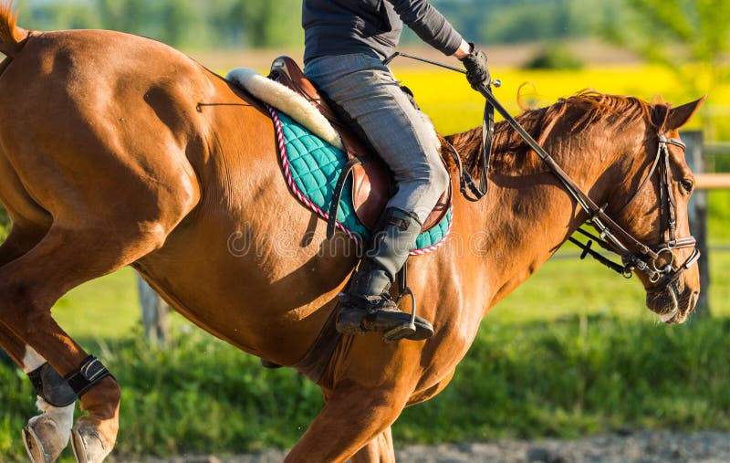Girl jumping with horse stock photo. Image of jumping 70505988