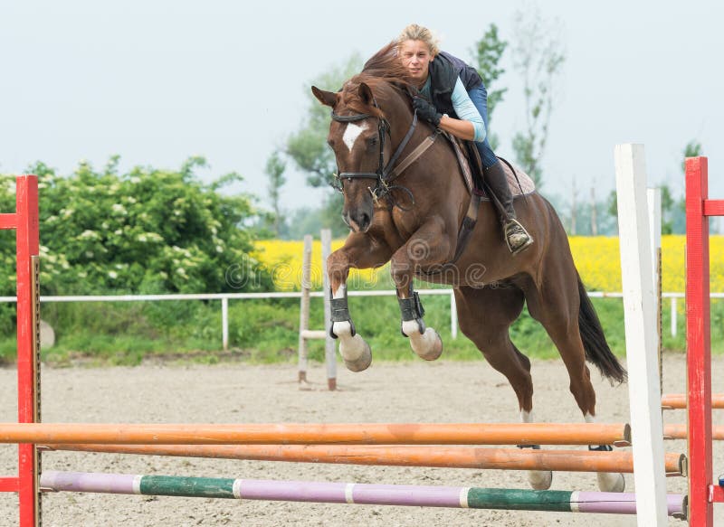 Young Female Rider on Bay Horse Jump Over Hurdle Stock Image Image of