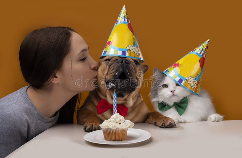 Girl kisses a dog, girl with her french bulldog and cat on a yellow isolated background celebrate birthday