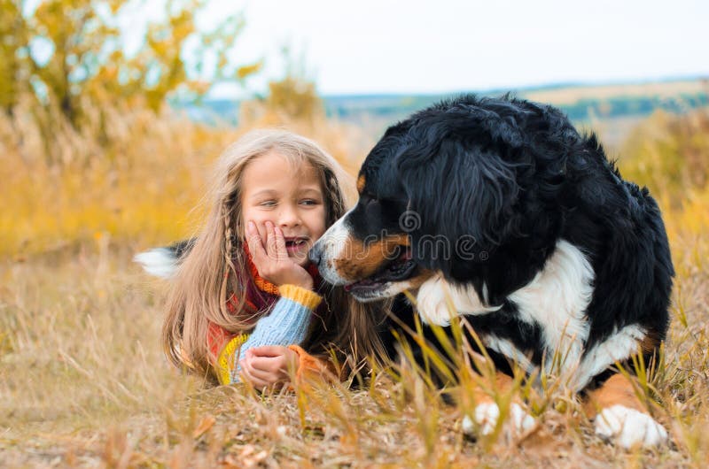 girl lies next to big dog on autumn walk Berner Sennenhund. girl lies next to big dog on autumn walk Berner Sennenhund