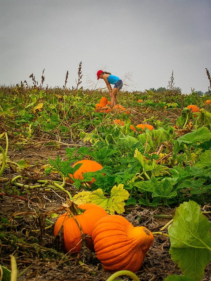 Girl looks to choose a pumpkin in the distance of pumpkin patch