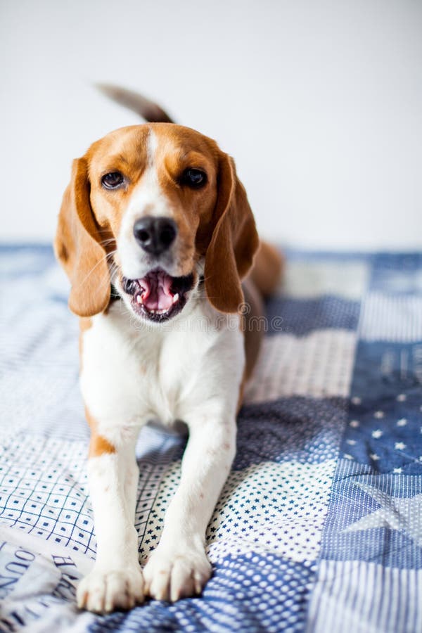 The girl in pajamas is reading a book at home with a beagle puppy dog. Beagle is lies on girl`s knees. stock photo The girl in pajamas is reading a book at home with a beagle puppy dog. Beagle is lies on girl`s knees. stock photo