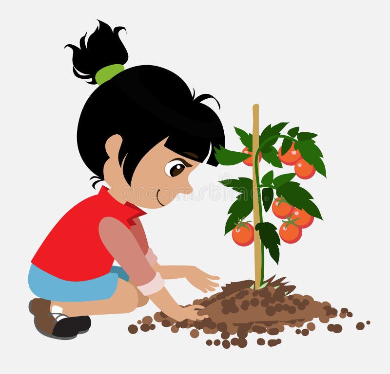 Girl Planting a Tree Vector Illustration. Kids Planting an Tomato Plant Stock Vector - Illustration of agriculture, green: 176109108 Girl Planting a Tree Vector Illustration. Kids Planting an Tomato Plant Stock Vector - Illustration of agriculture, green: 176109108