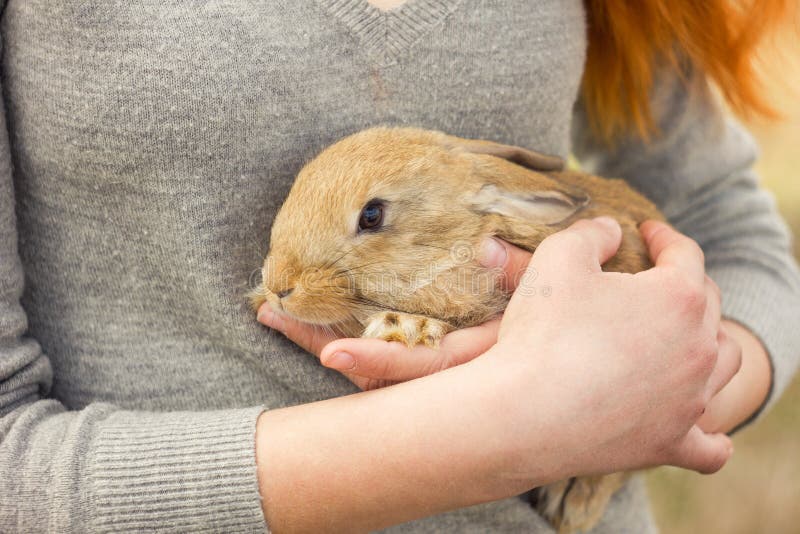The girl with the rabbit.happy stock photos The girl with the rabbit.happy stock photos