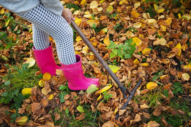 A Man Rakes Fallen Leaves in the Garden Stock Image - Image of female ...