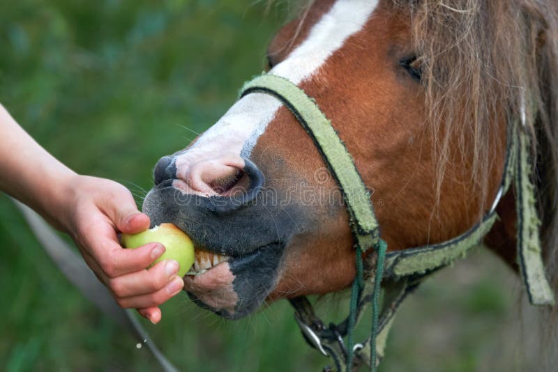 Girl`s hand feeds a funny pony colt with freshly collected apples outdoors