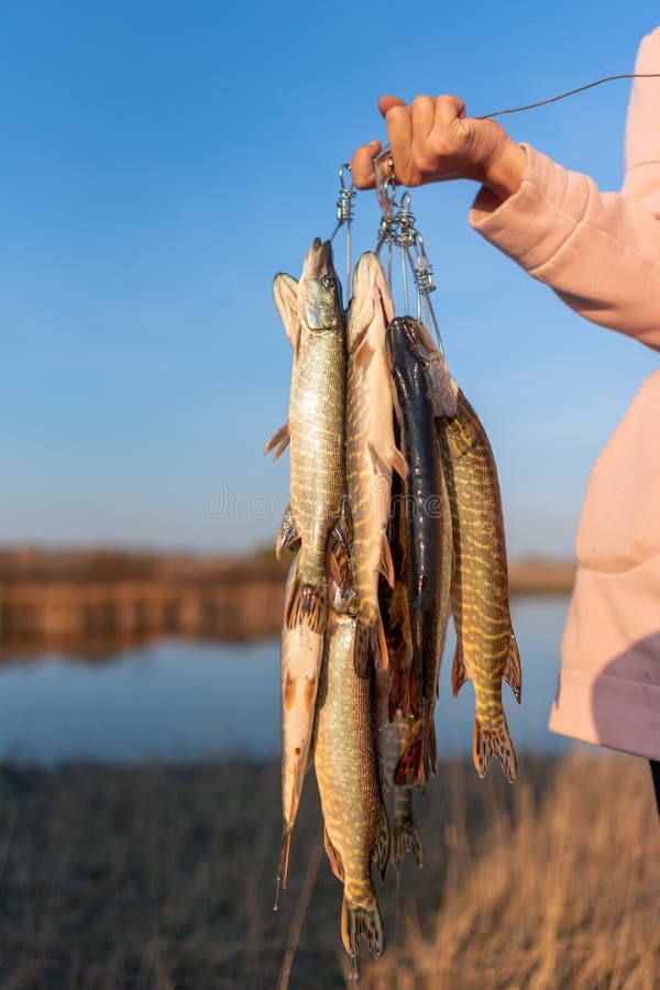 Good Catch. Two Freshwater Pike Fish on Fish Stringer on Natural Stock  Image - Image of grass, lake: 133765173