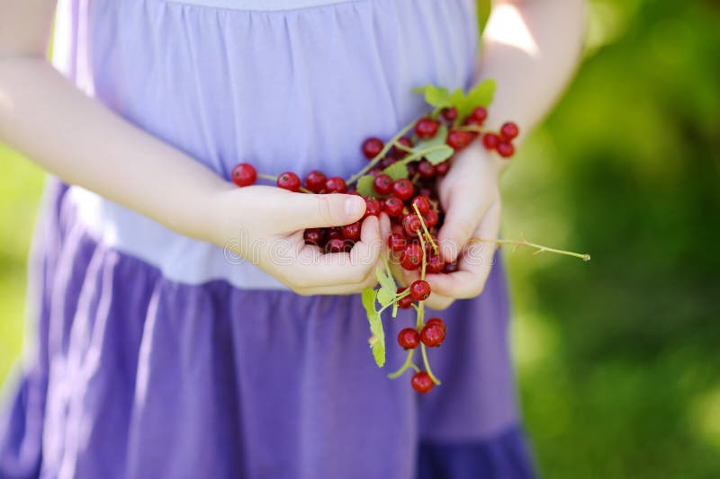 Girl s hands holding red currants