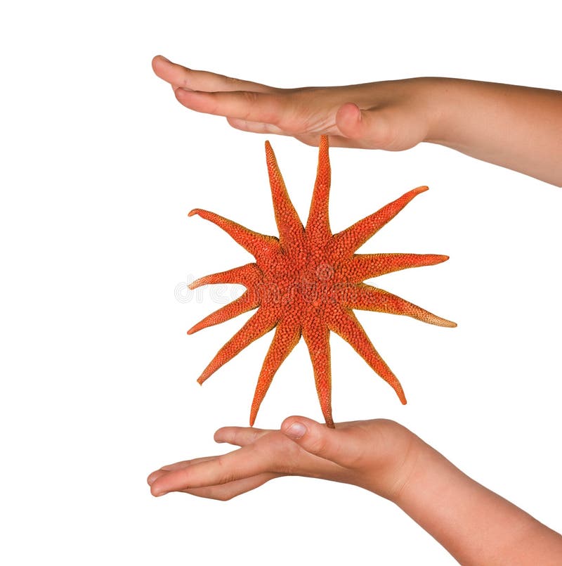 Girl s hands holding starfish