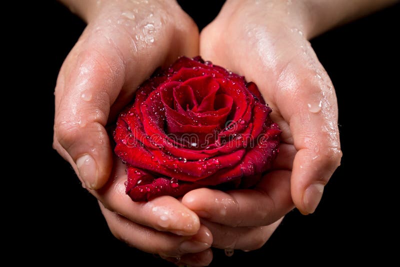 Girl`s hands holding wet red rose