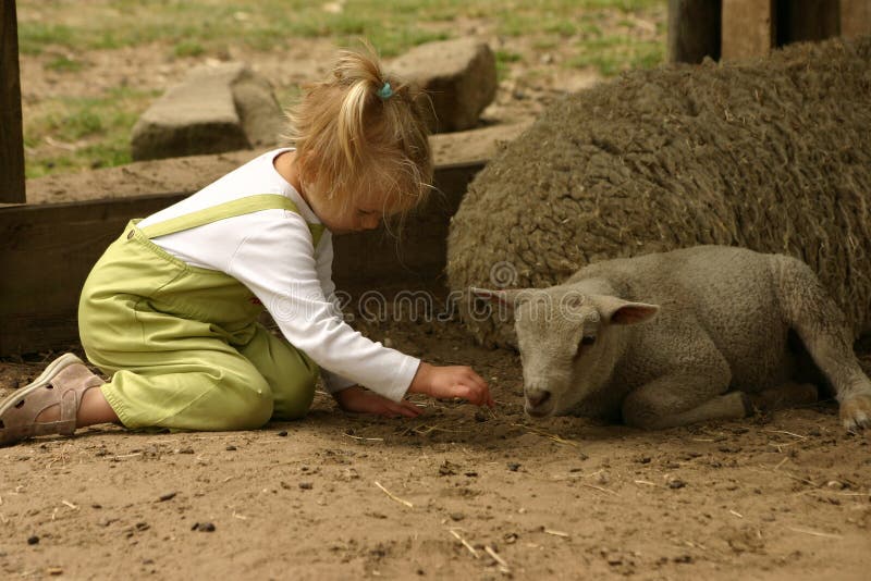 Girl with sheep and lamb stock photo. Image of farm, spring 12959968