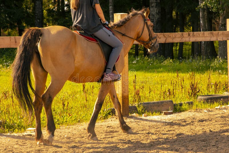 The girl is sitting on a brown horse.Training in the arena