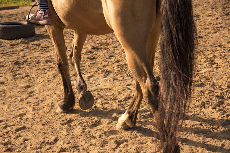 The girl is sitting on a brown horse.Training in the arena