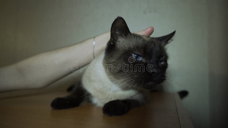A girl strokes a Siamese cat. The cat purrs contentedly