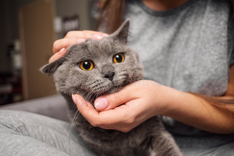 Girl stroking british cat, funny happy muzzle of cat, cat smiles, dissatisfied cat in hands of owner royalty free stock photos Girl stroking british cat, funny happy muzzle of cat, cat smiles, dissatisfied cat in hands of owner royalty free stock photos