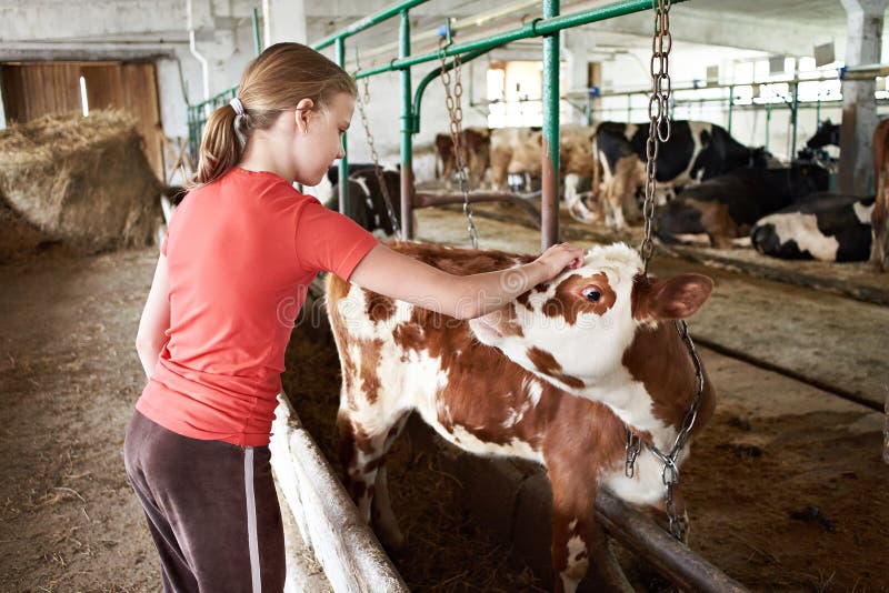 Girl stroking calf on dairy farm