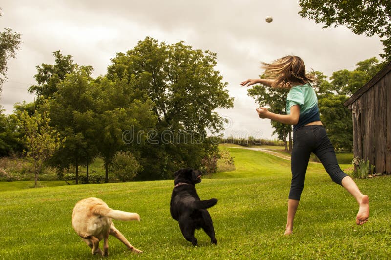 Girl throwing ball for Labrador Retrievers