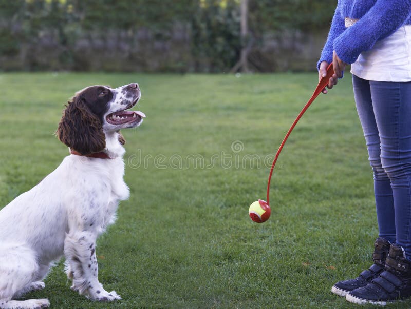 Girl Throwing Ball For Pet Spaniel Dog In Garden