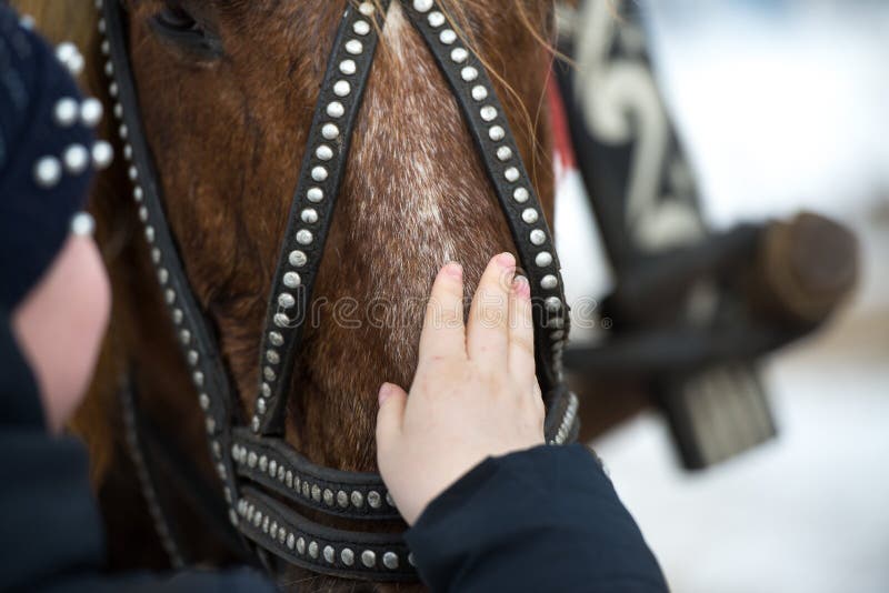 The girl touches the face of the horse with his hand. hild`s hand strokes a horse`s face in a bridle stock photos The girl touches the face of the horse with his hand. hild`s hand strokes a horse`s face in a bridle stock photos