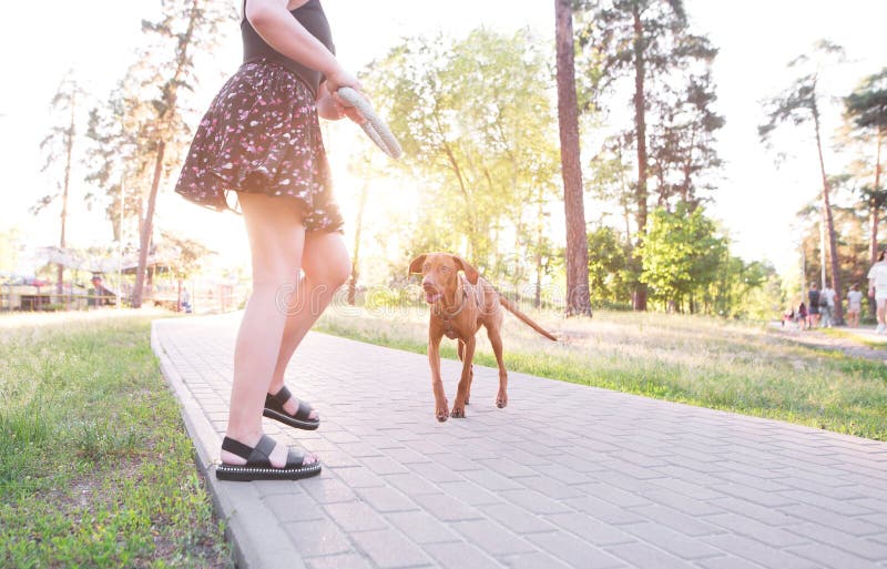 Girl with a toy in her hands plays with a beautiful dog on the alley in the park royalty free stock photography Girl with a toy in her hands plays with a beautiful dog on the alley in the park royalty free stock photography