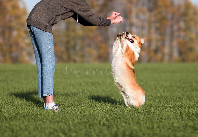 Girl trains cute Corgi dog puppy in autumn Park on green grass stock images